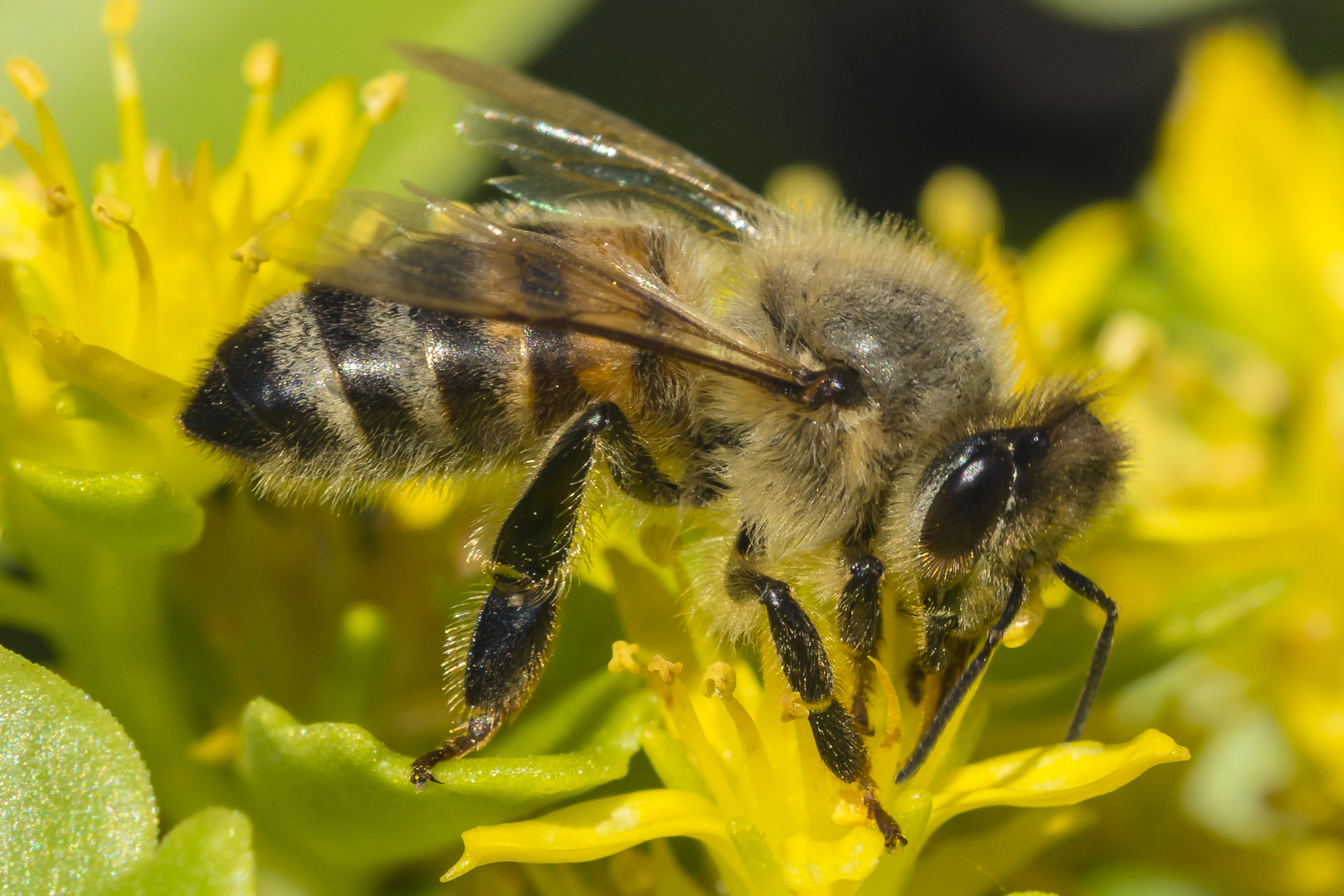 Bienen in Nachbars Garten 2