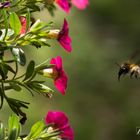 Bienen in Nahaufnahme