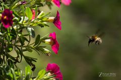 Bienen in Nahaufnahme