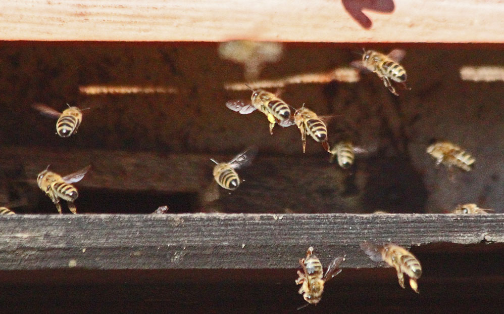 Bienen in voller Aktion