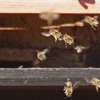 Bienen in voller Aktion