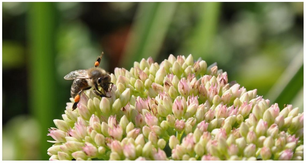 Bienen-Joga