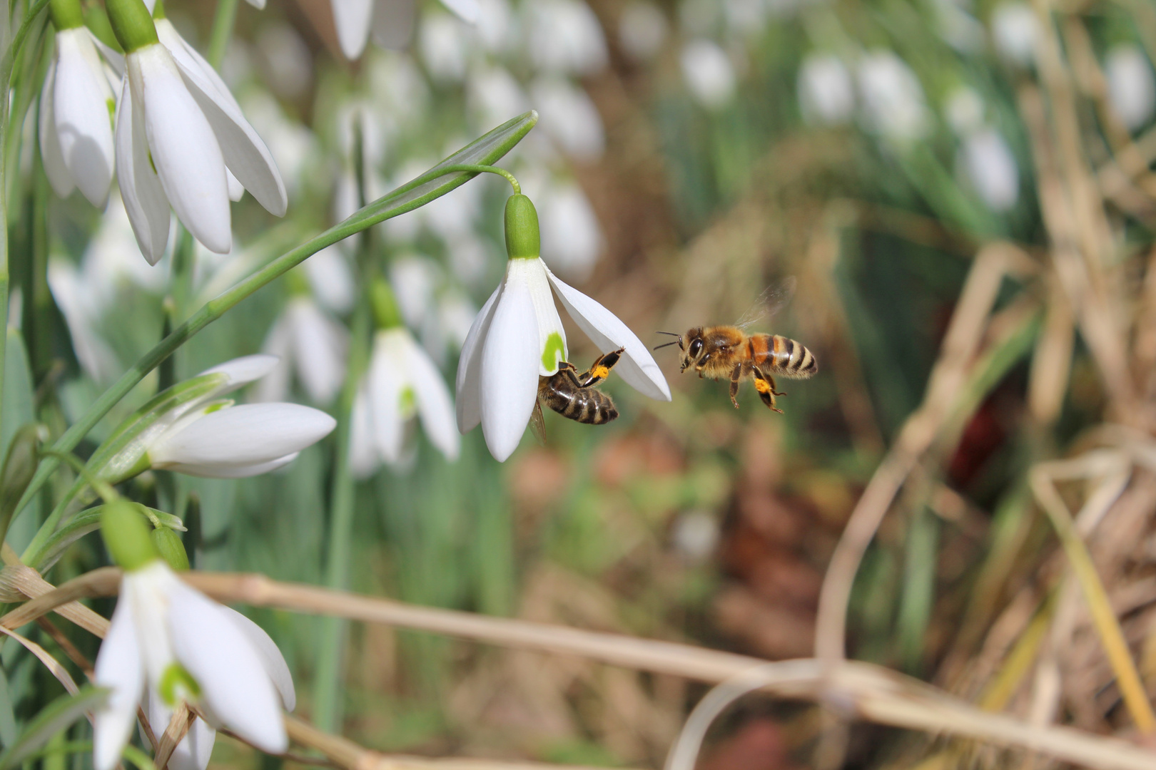 Bienen läuten den Frühling ein