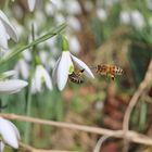 Bienen läuten den Frühling ein
