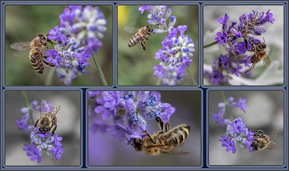 Bienen-Lavendel-Collage