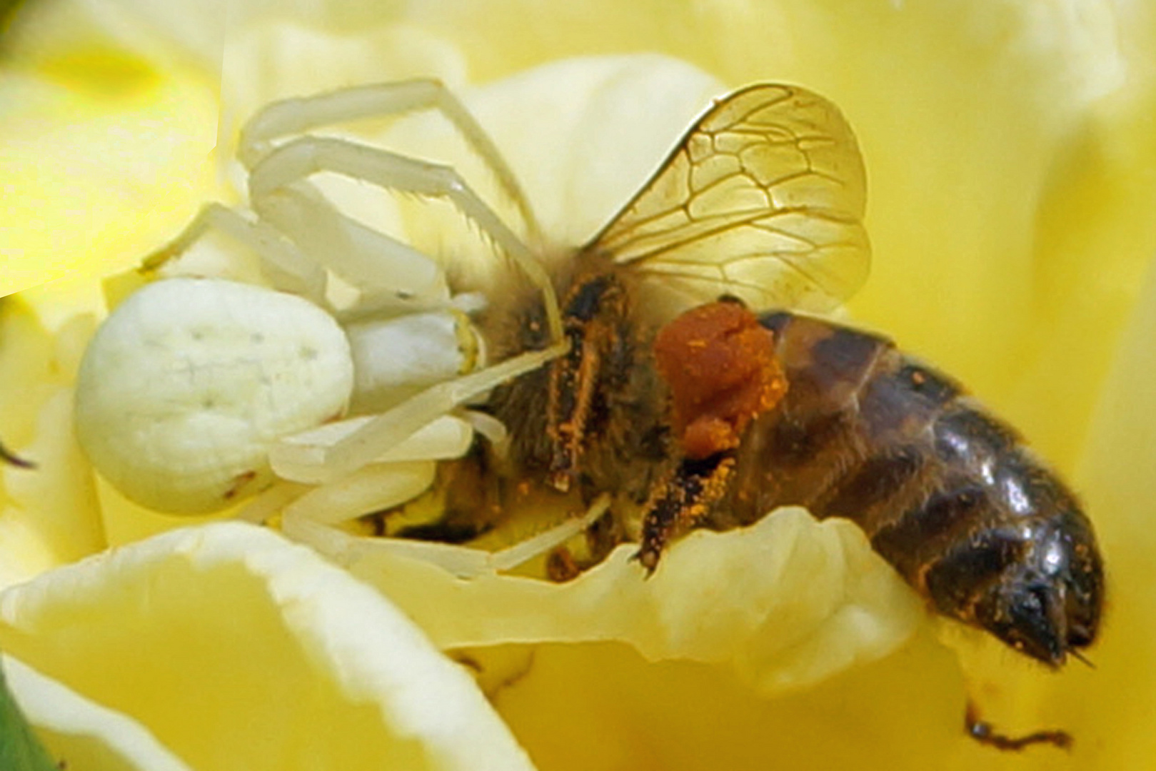 Bienen leben gefährlich