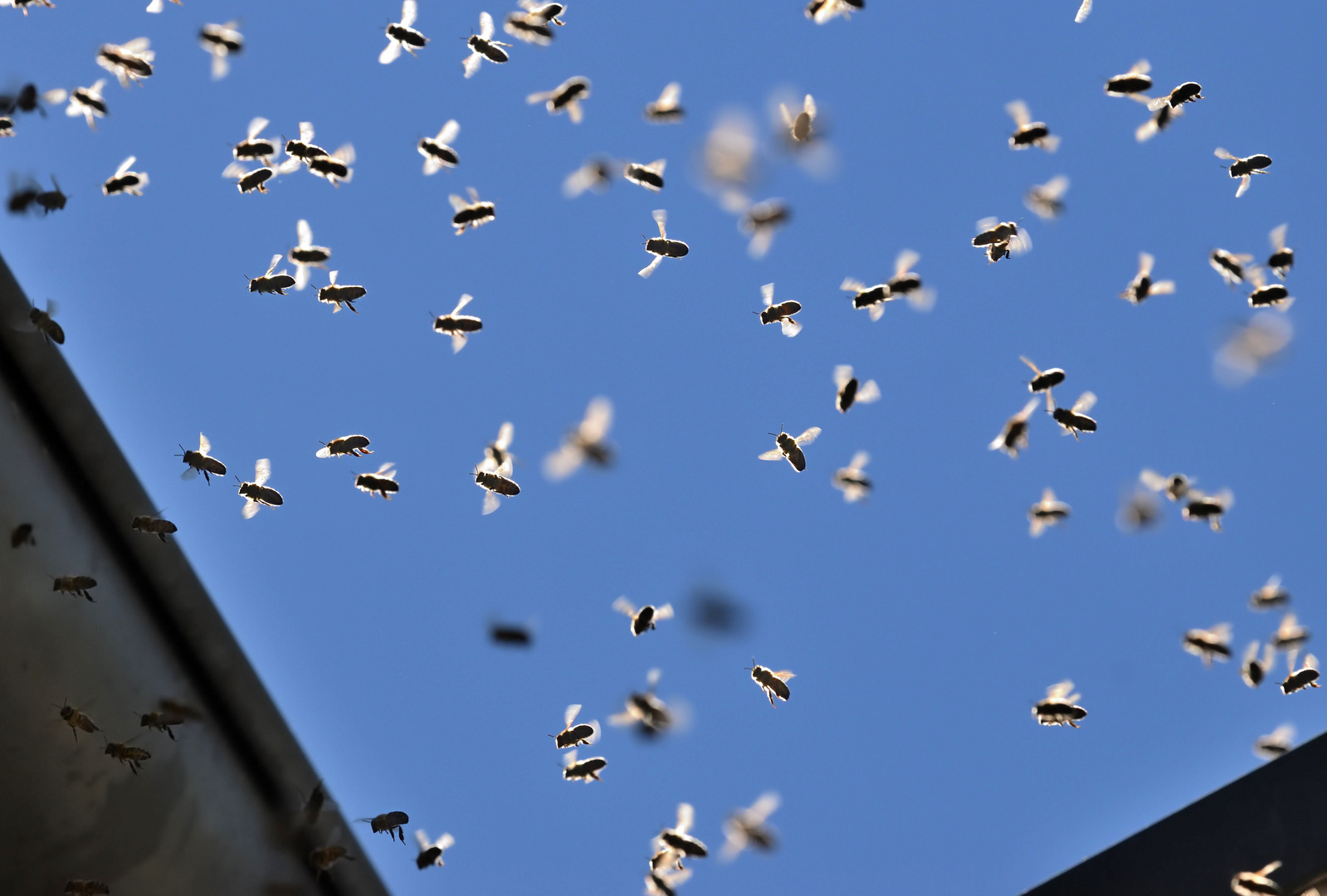 Bienen-Lichtzauber