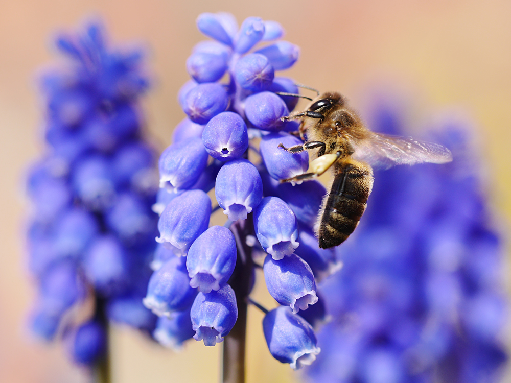 Bienen lieben blaue Blüten!