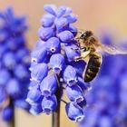 Bienen lieben blaue Blüten!