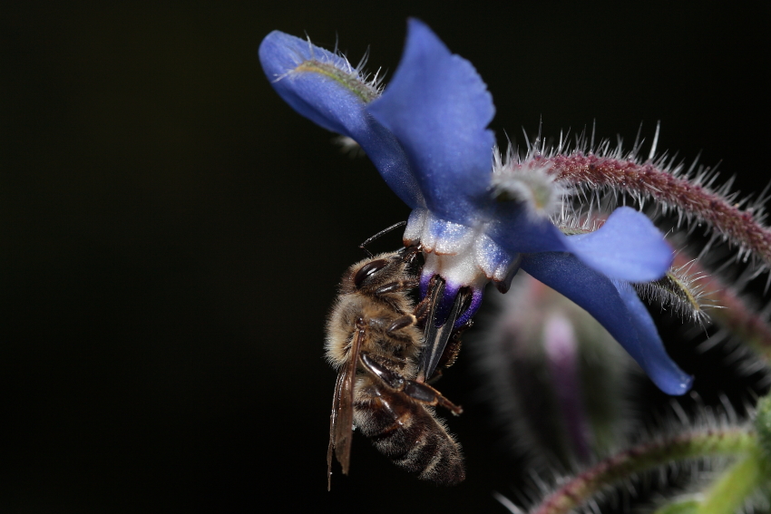 Bienen lieben Boretsch, Dettingen a.d.Erms, Biossphärengebiet schw. Alb