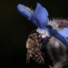 Bienen lieben Boretsch, Dettingen a.d.Erms, Biossphärengebiet schw. Alb