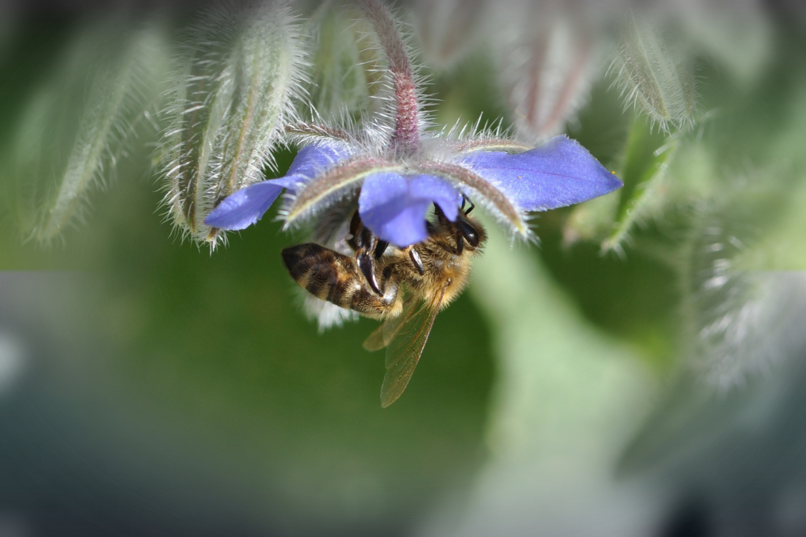 Bienen lieben Borretsch