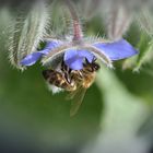 Bienen lieben Borretsch