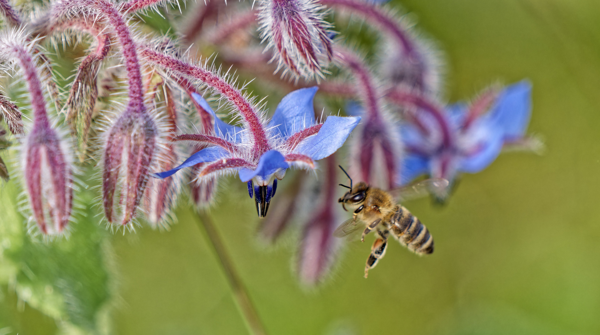 Bienen lieben den Borretsch