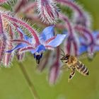 Bienen lieben den Borretsch