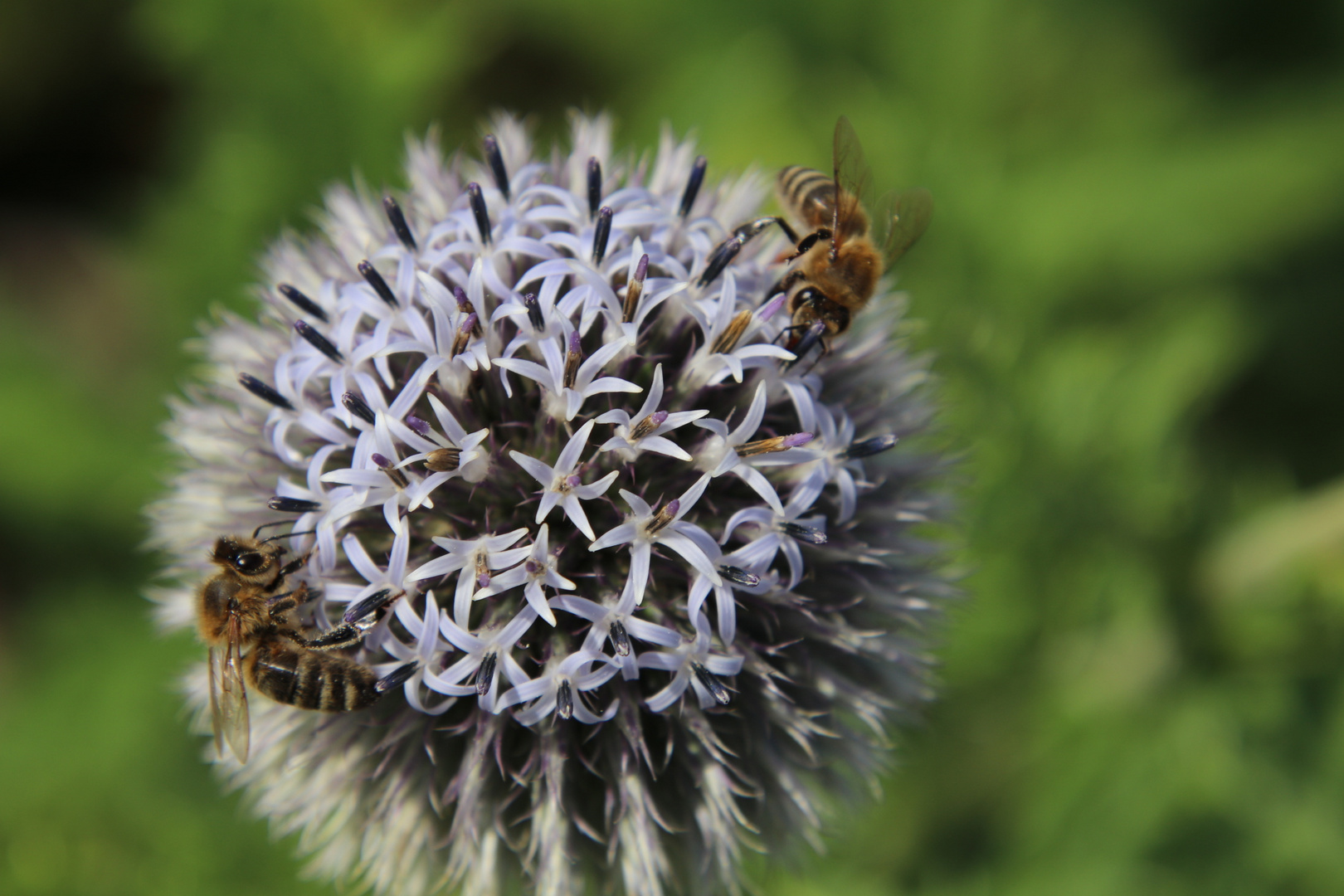 Bienen lieben Disteln 