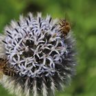 Bienen lieben Disteln 