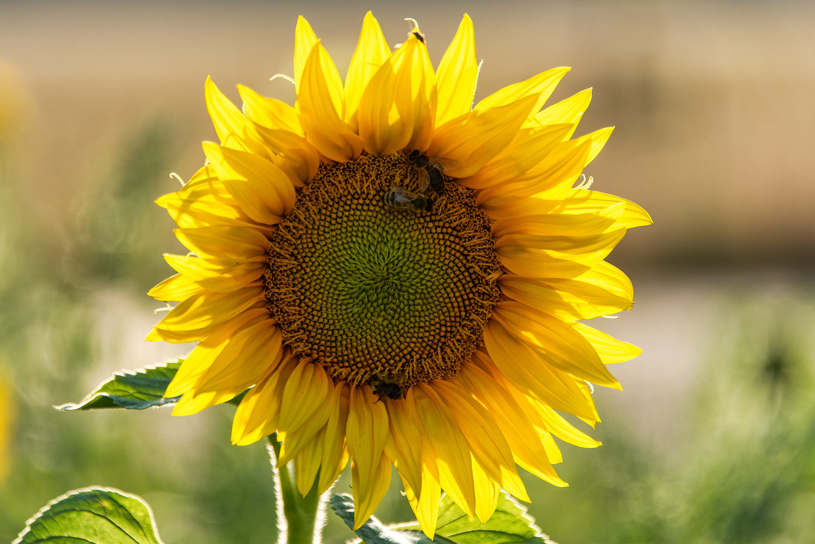 Bienen lieben Sonnenblumen 