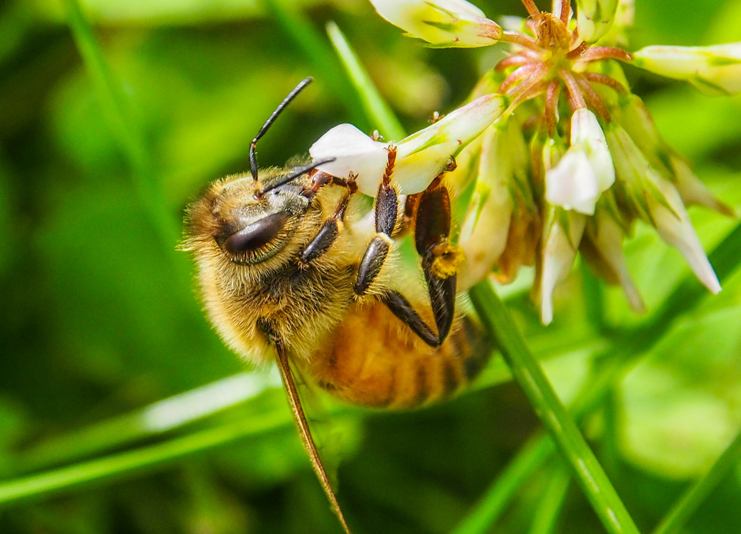 Bienen Macro