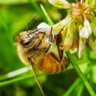 Bienen Macro