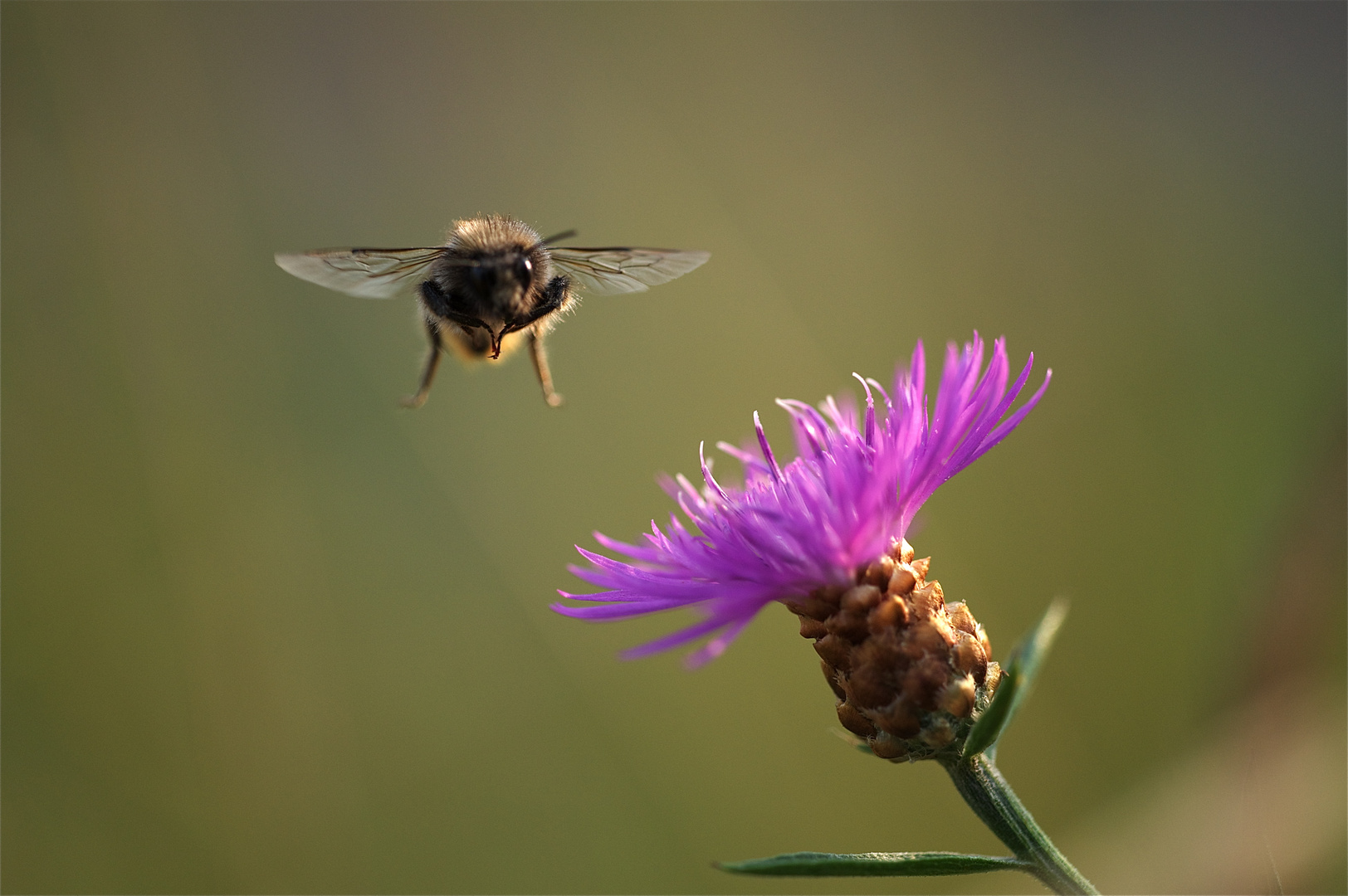 Bienen macro 5