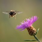 Bienen macro 5