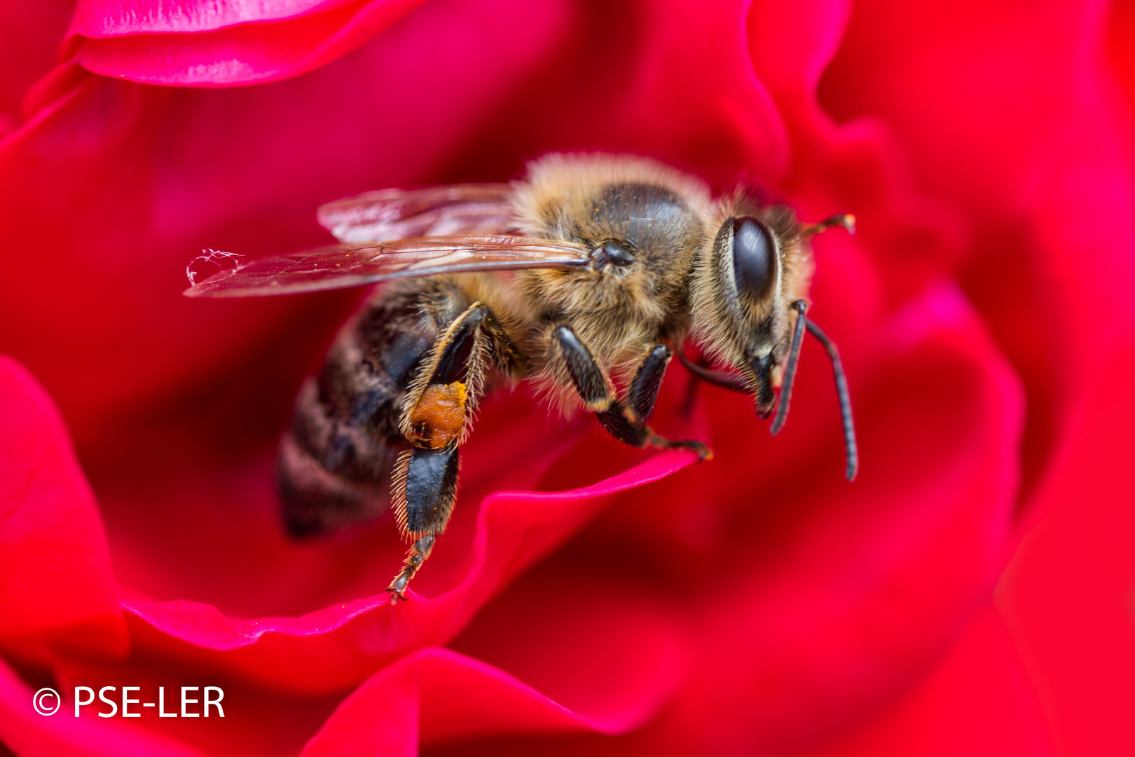 Bienen-Makro