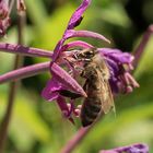 Bienen-Makro