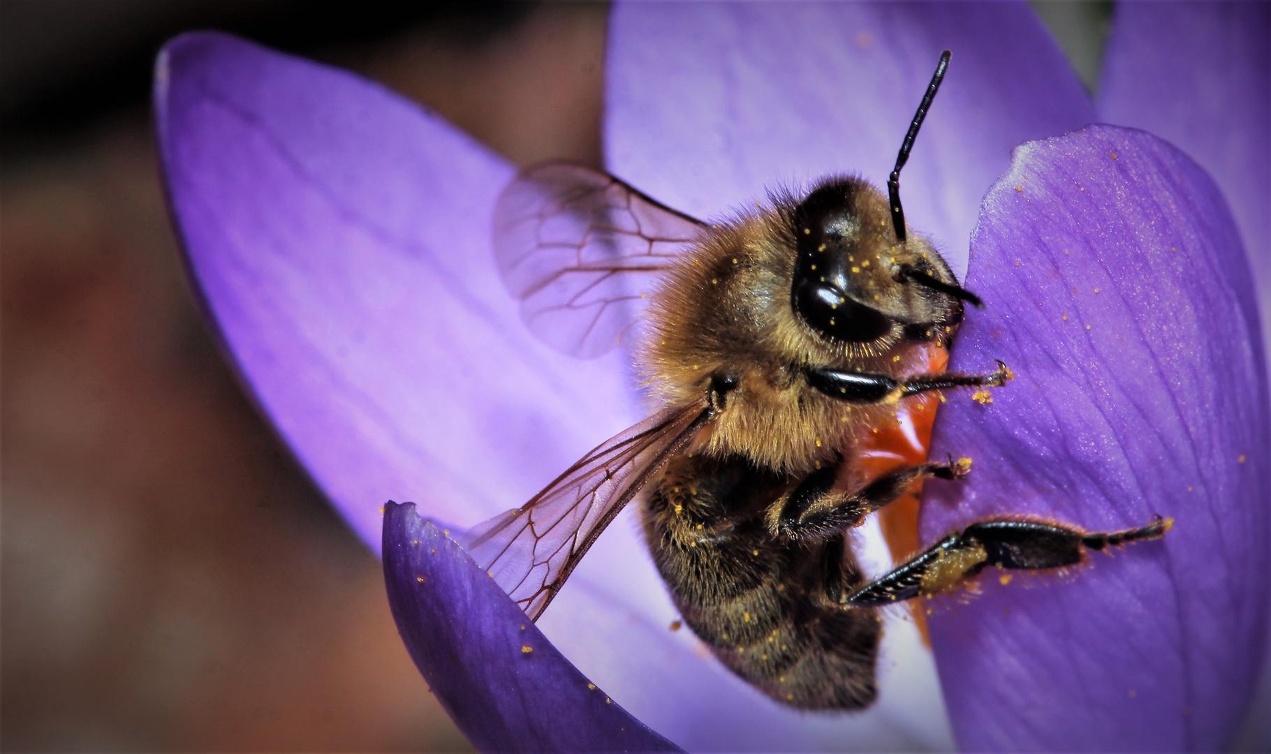 Bienen Makro