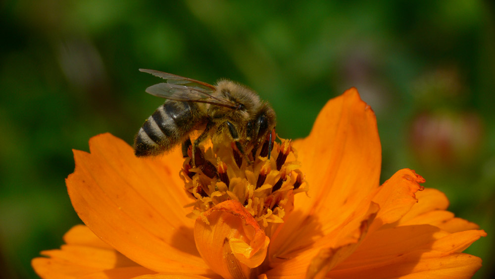 Bienen-Makro