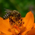 Bienen-Makro