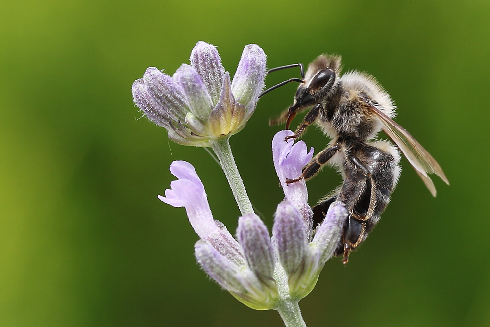 Bienen-Makro