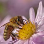 Bienen-Makro