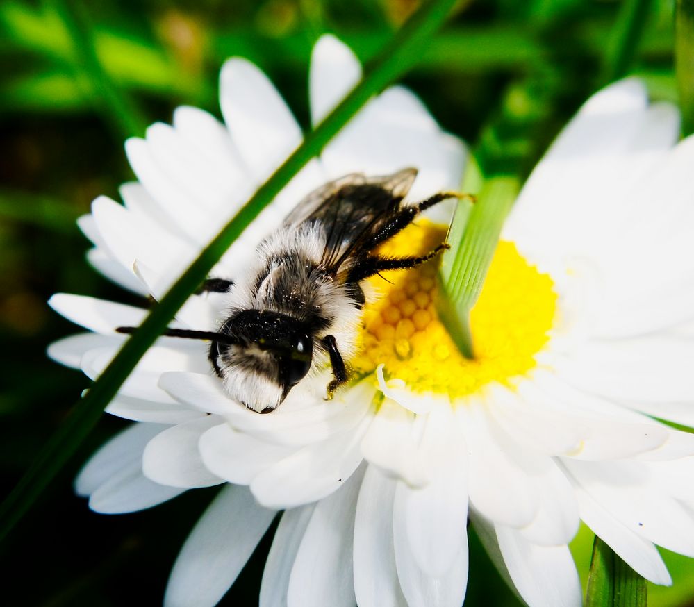 Bienen-Makro