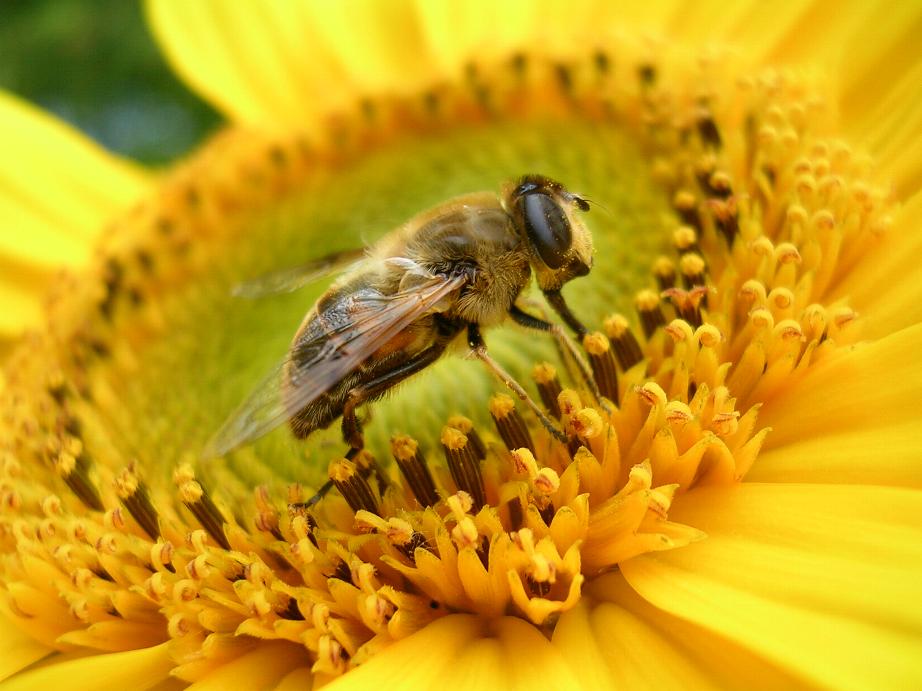 Bienen Makro