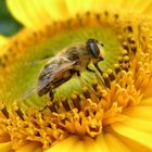 Bienen Makro