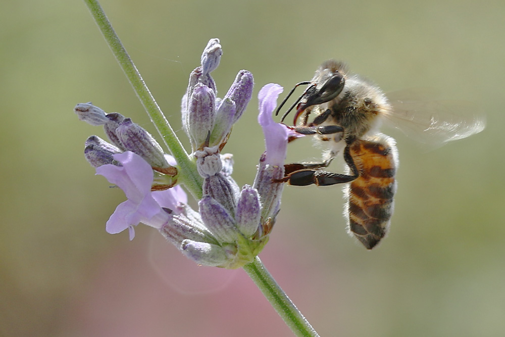 Bienen-Makro am Lavendel