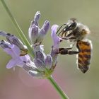 Bienen-Makro am Lavendel
