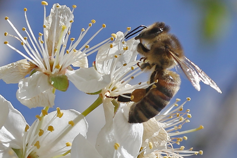 Bienen-Makro an der Blüte