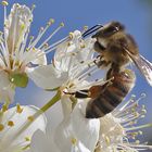 Bienen-Makro an der Blüte