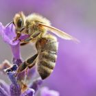 Bienen-Makro an der Lavendelblüte