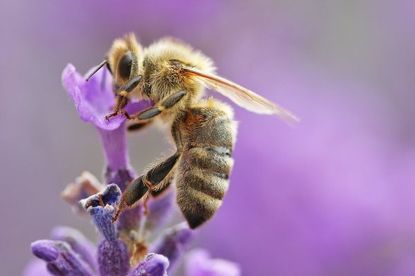 Bienen-Makro an der Lavendelblüte