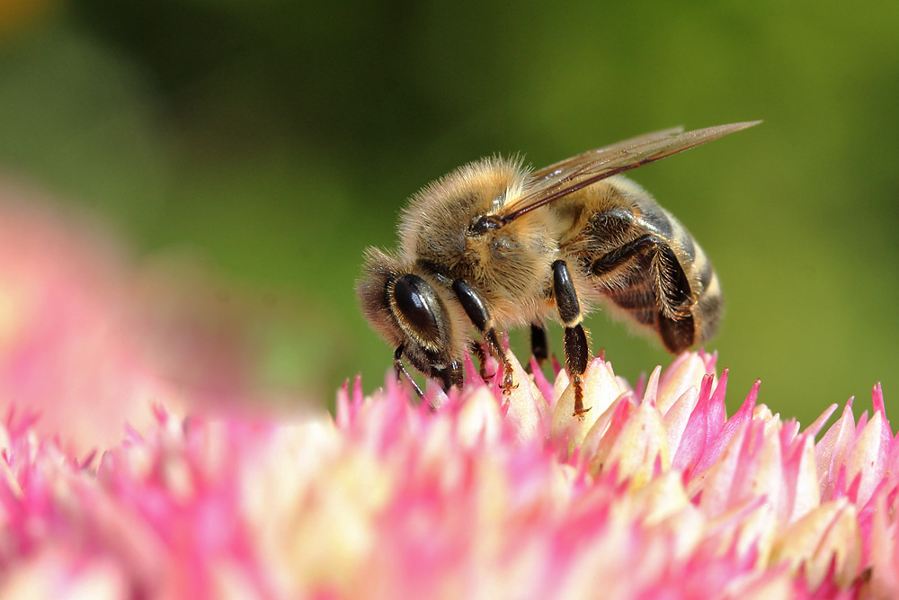 Bienen-Makro