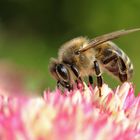 Bienen-Makro