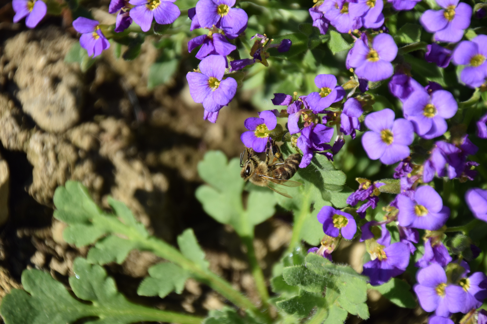 Bienen Makro