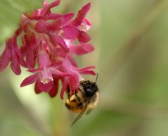 Bienen Makro