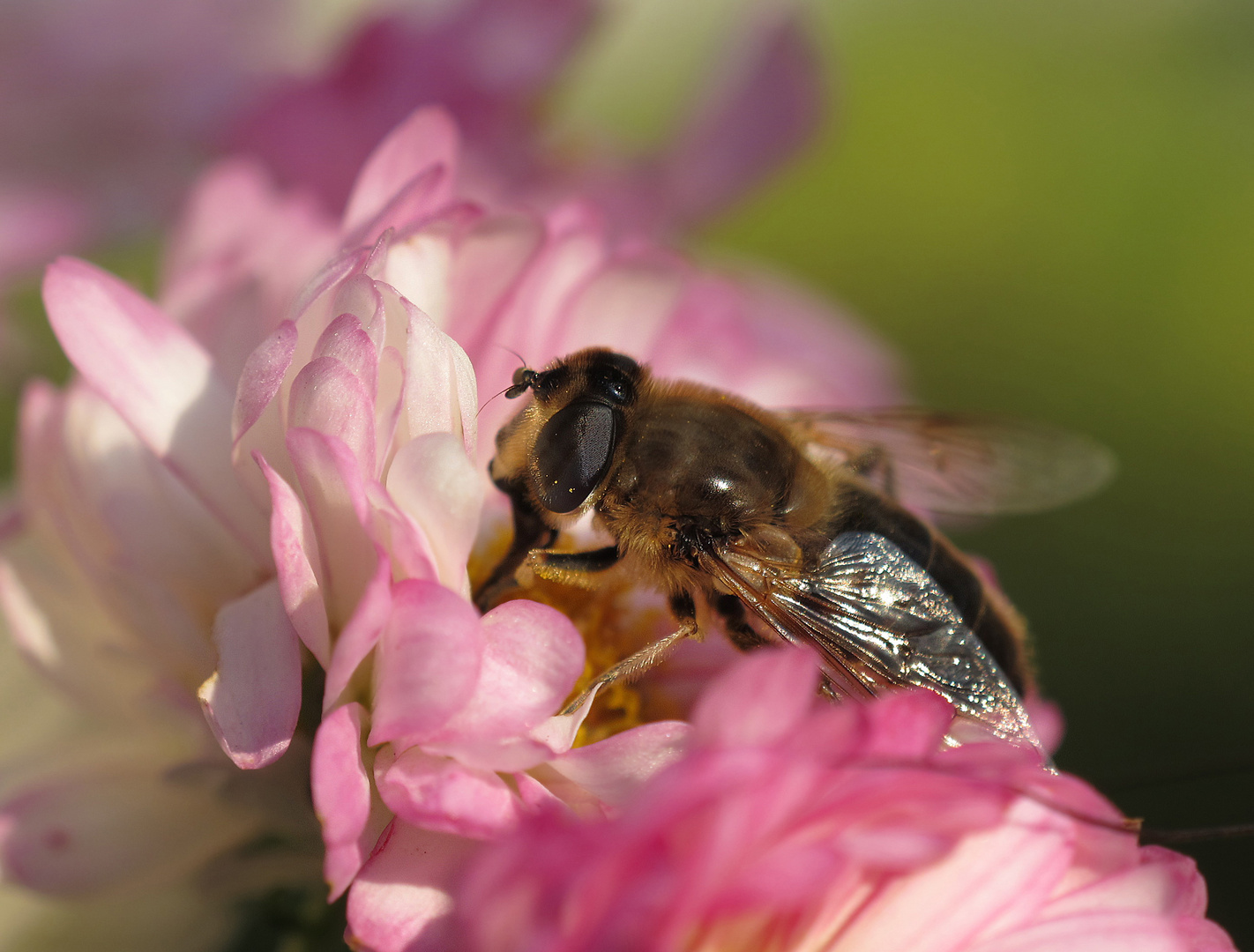 Bienen Makro Freihand