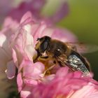 Bienen Makro Freihand