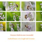 Bienen-Makros an der Lavendelblüte