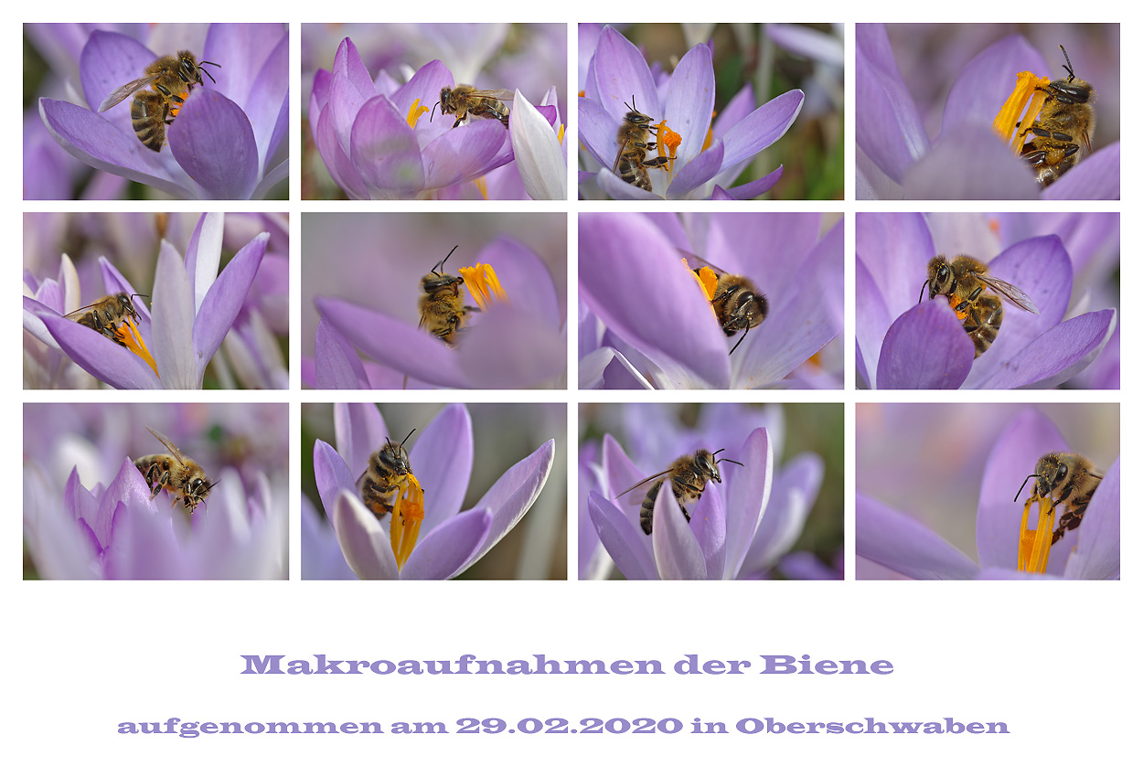 Bienen-Makros